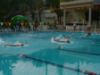 Swimming Competition